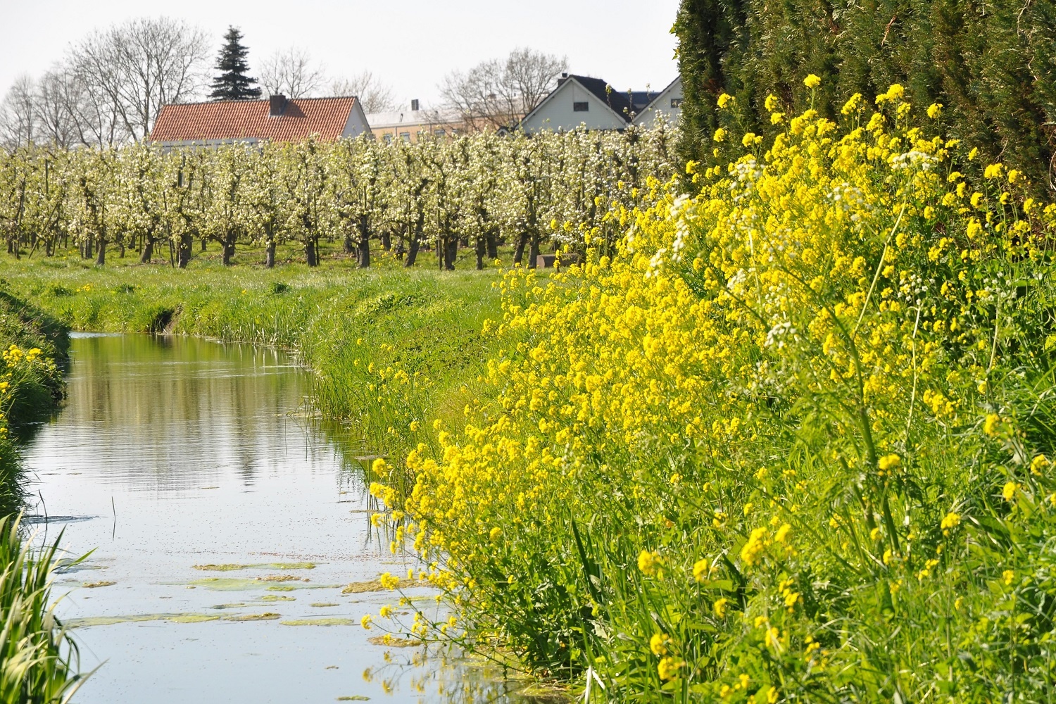 leefomgeving groen, afbeelding van beek met gele bloemen en bloeiende fruitbomen