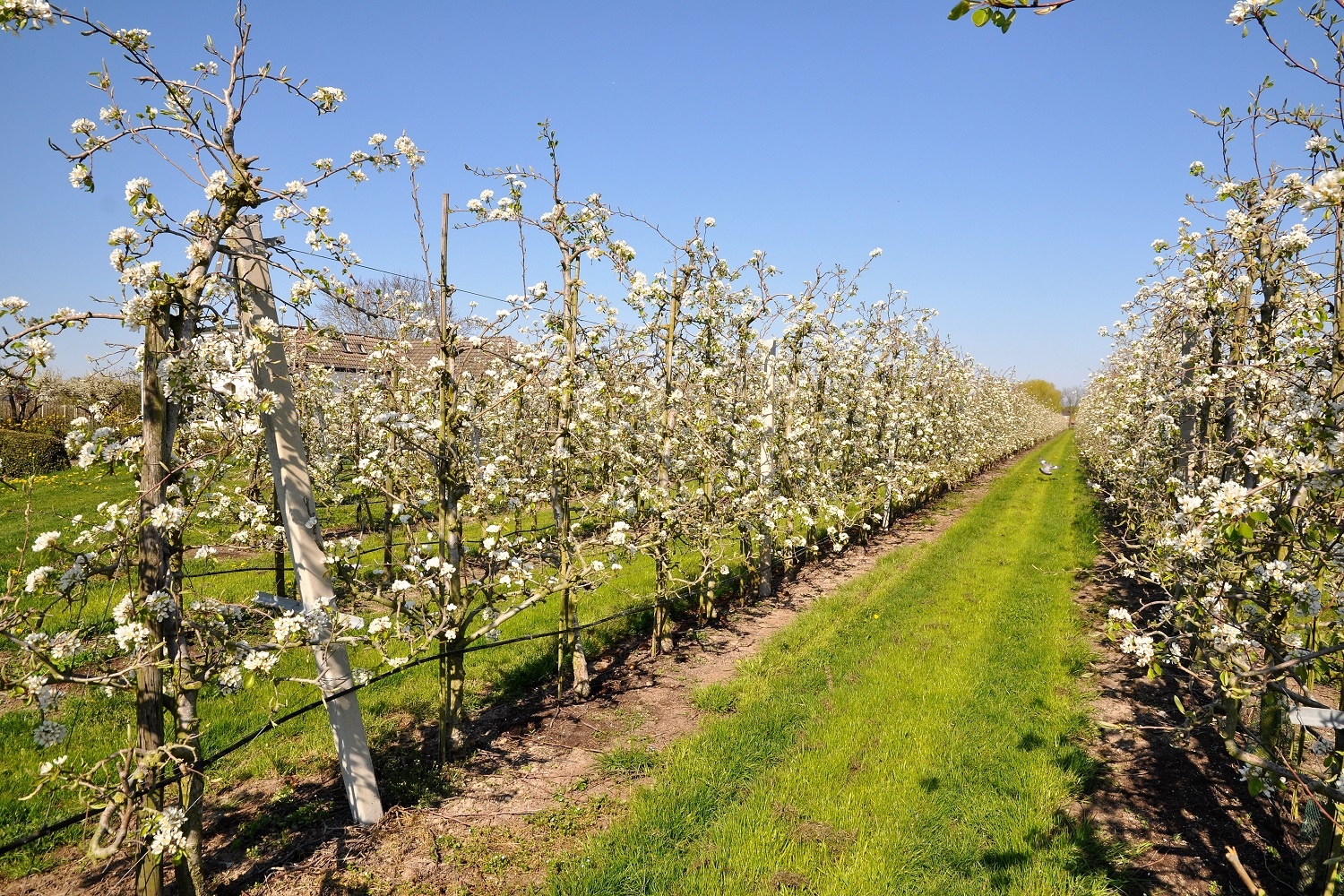 BOB leefomgeving groen, bloeiende fruitbomen in de Betuwe