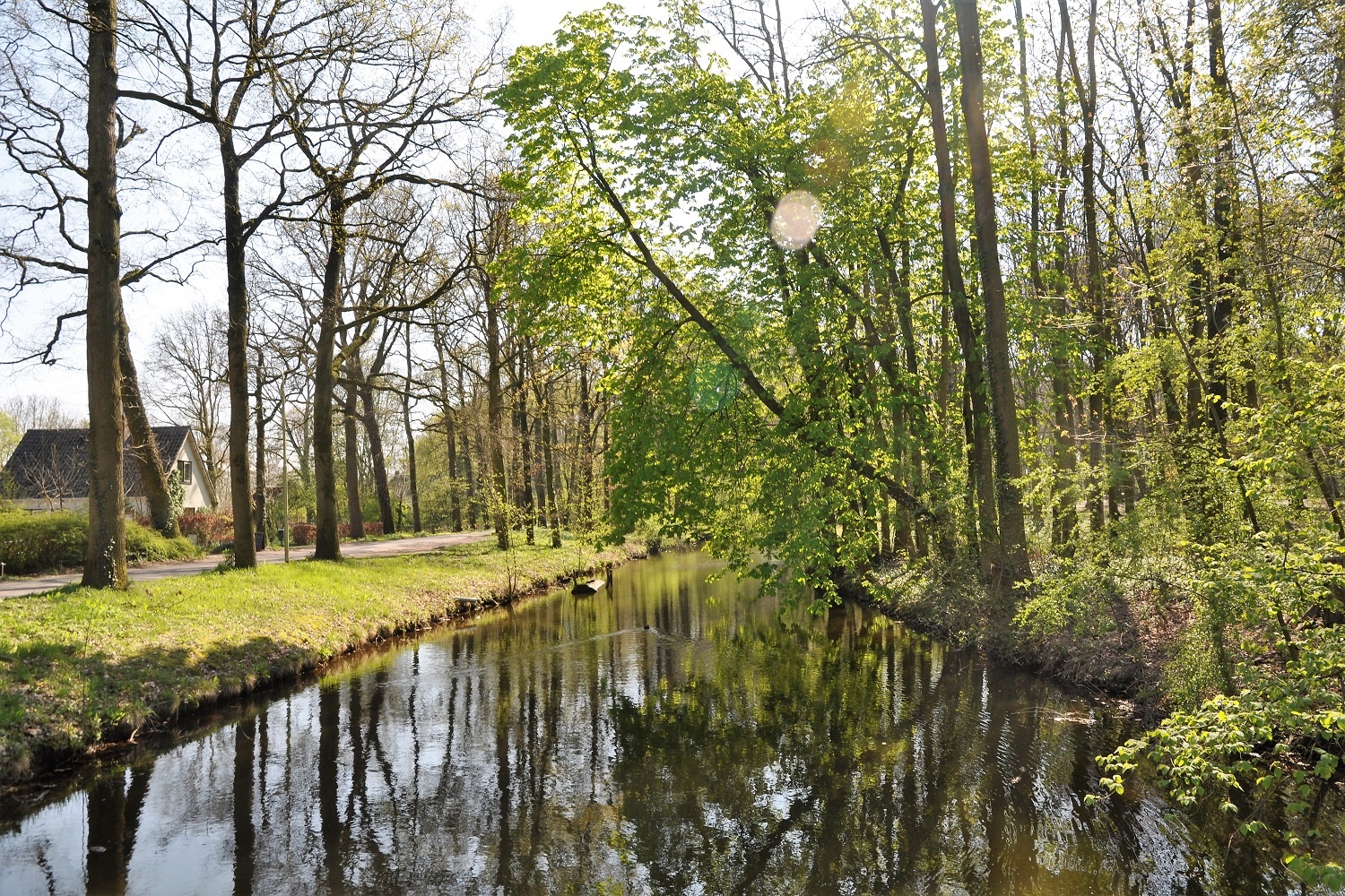 leefomgeving groen, zicht beek met bomen