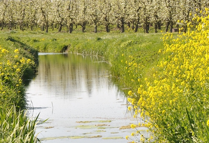 leefomgeving groen beek met boomgaard en bloeiende oever